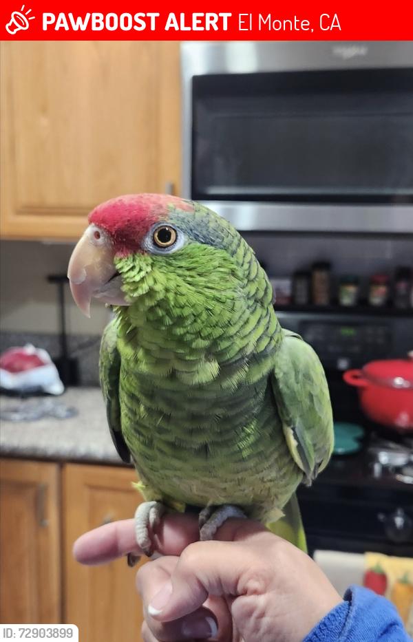 Lost Female Bird last seen Central Ave/Garvey Ave, El Monte, CA 91733