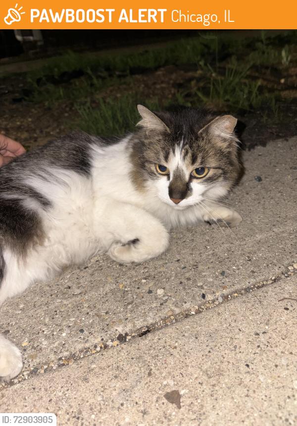 Found/Stray Female Cat last seen roscoe and paulina , Chicago, IL 60657