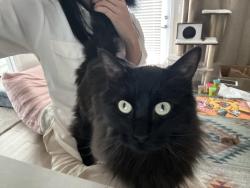 Lost Female Cat last seen central & thomas , Phoenix, AZ 85012
