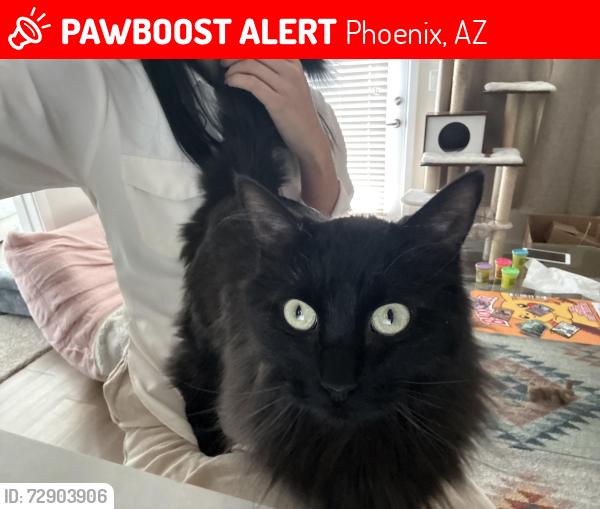 Lost Female Cat last seen central & thomas , Phoenix, AZ 85012