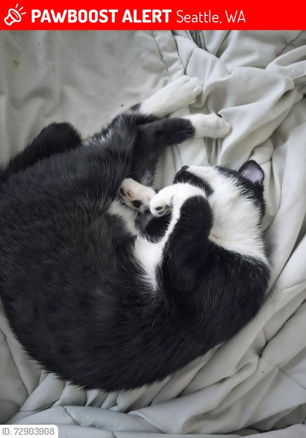 Lost Female Cat last seen Seattle, lower queen anne, 3rd and Harrison. Directly west of Climate Pledge, Seattle, WA 98119
