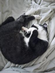 Lost Female Cat last seen Seattle, lower queen anne, 3rd and Harrison. Directly west of Climate Pledge, Seattle, WA 98119