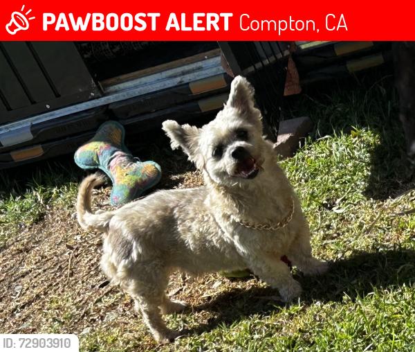 Lost Male Dog last seen Rosecrans and Long Beach and Palmer and Elm Street, Compton, CA 90221
