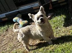 Lost Male Dog last seen Rosecrans and Long Beach and Palmer and Elm Street, Compton, CA 90221