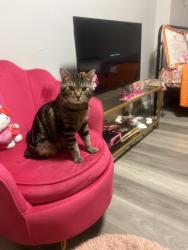 Reunited Male Cat last seen Bergen Ave and Communipaw, Jersey City, NJ 07304