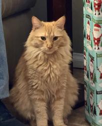 Lost Male Cat last seen Near E Del Lago Rd, Palm Springs, CA 92262