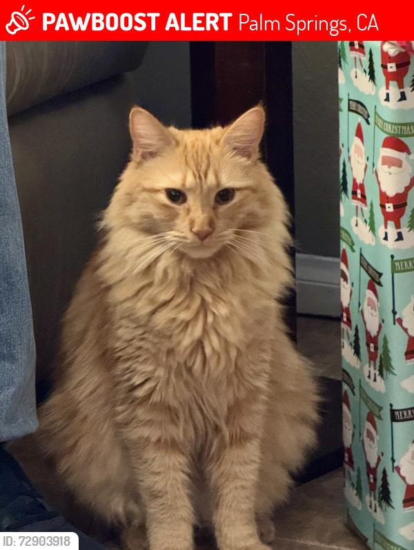 Lost Male Cat last seen Near E Del Lago Rd, Palm Springs, CA 92262