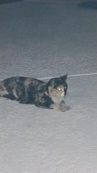 Found/Stray Female Cat last seen Mesa Drive and 8th, Mesa, AZ 85204