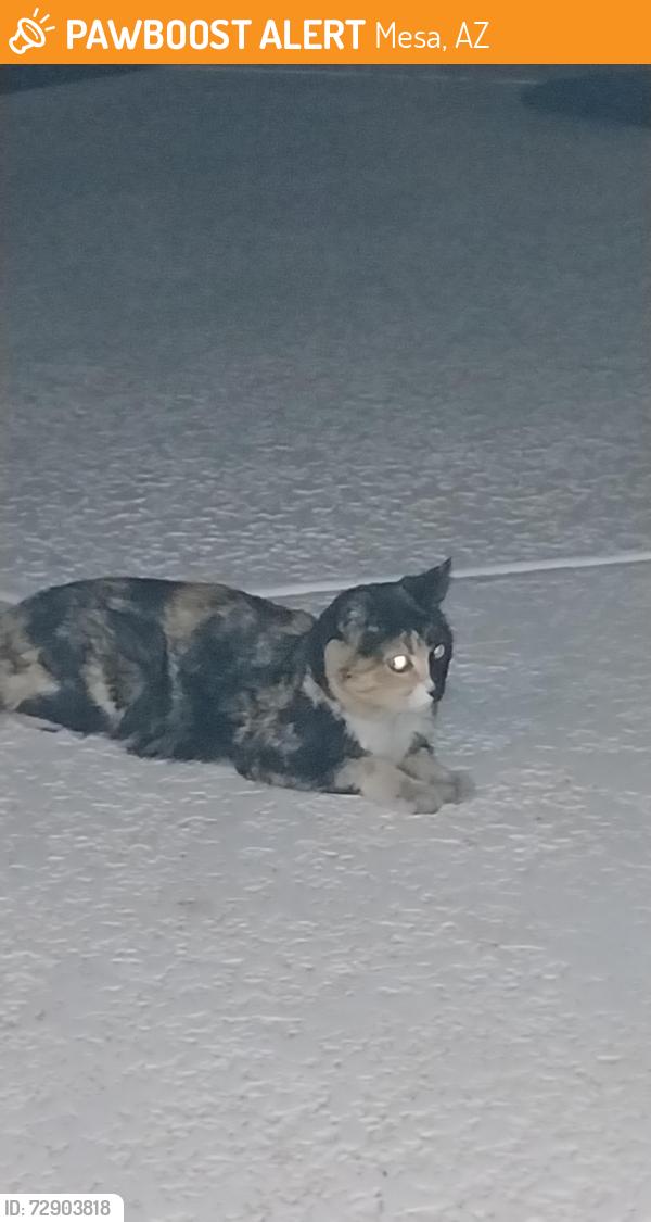 Found/Stray Female Cat last seen Mesa Drive and 8th, Mesa, AZ 85204