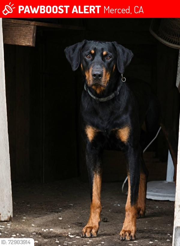 Lost Male Dog last seen Weaver middle school, Merced, CA 95341