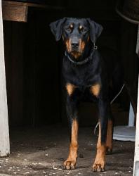 Lost Male Dog last seen Weaver middle school, Merced, CA 95341