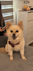 Reunited Female Dog last seen 83rd ave and Indian school , Phoenix, AZ 85033