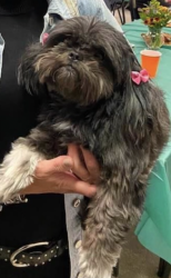 Lost Female Dog last seen Huntcliff Trce / Trail Pt, Sandy Springs, GA 30350
