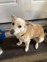 Found/Stray Female Dog last seen Near fontana way, Denver, CO 80239