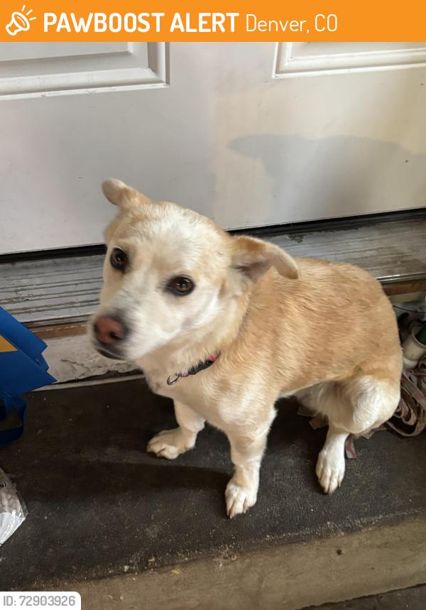 Found/Stray Female Dog last seen Near fontana way, Denver, CO 80239