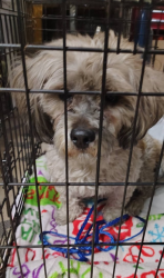 Found/Stray Male Dog last seen Boulder Hwy & Sahara , Las Vegas, NV 89121