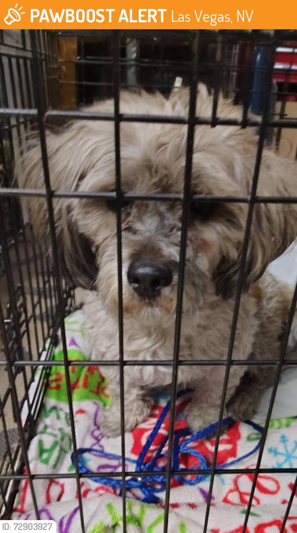 Found/Stray Male Dog last seen Boulder Hwy & Sahara , Las Vegas, NV 89121