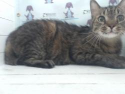 Shelter Stray Male Cat last seen , Orlando, FL 32839