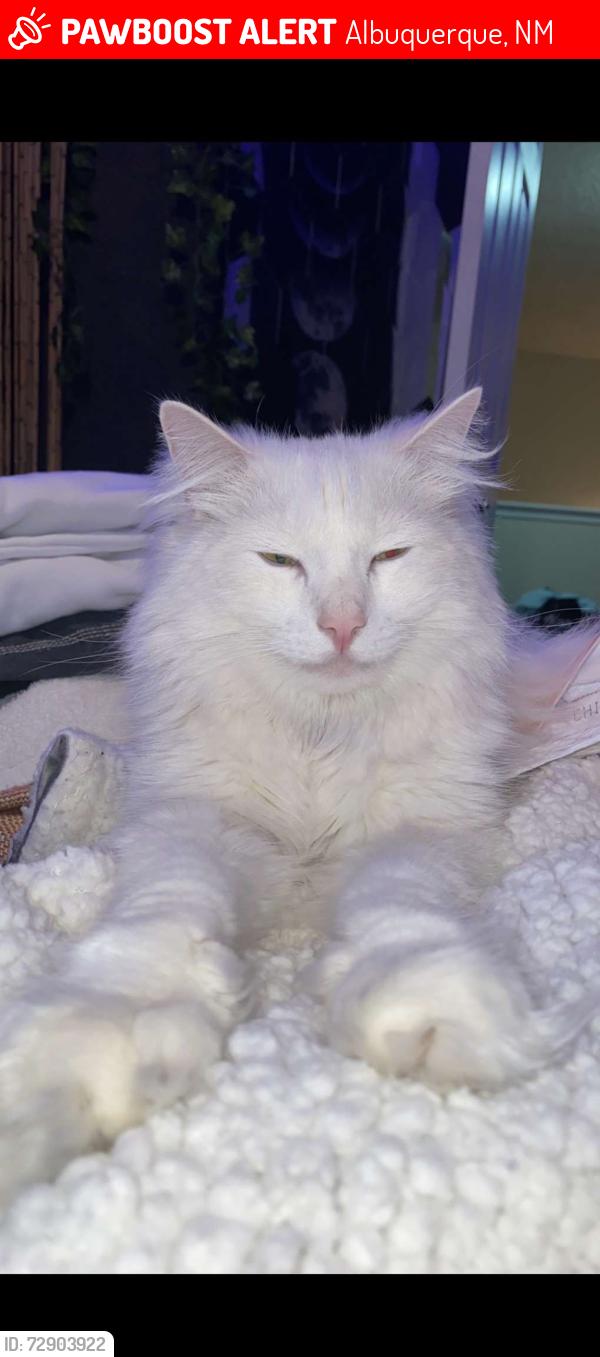 Lost Male Cat last seen Savoy Dr. NW, Albuquerque, NM 87114
