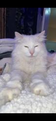 Lost Male Cat last seen Savoy Dr. NW, Albuquerque, NM 87114