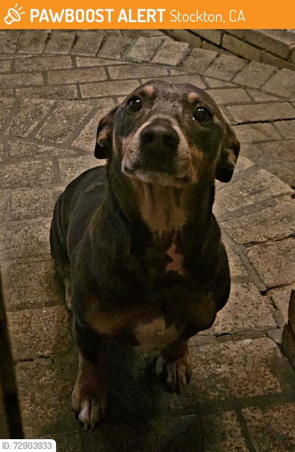 Found/Stray Male Dog last seen Duncun, Stockton, CA 95207