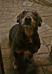 Found/Stray Male Dog last seen Duncun, Stockton, CA 95207
