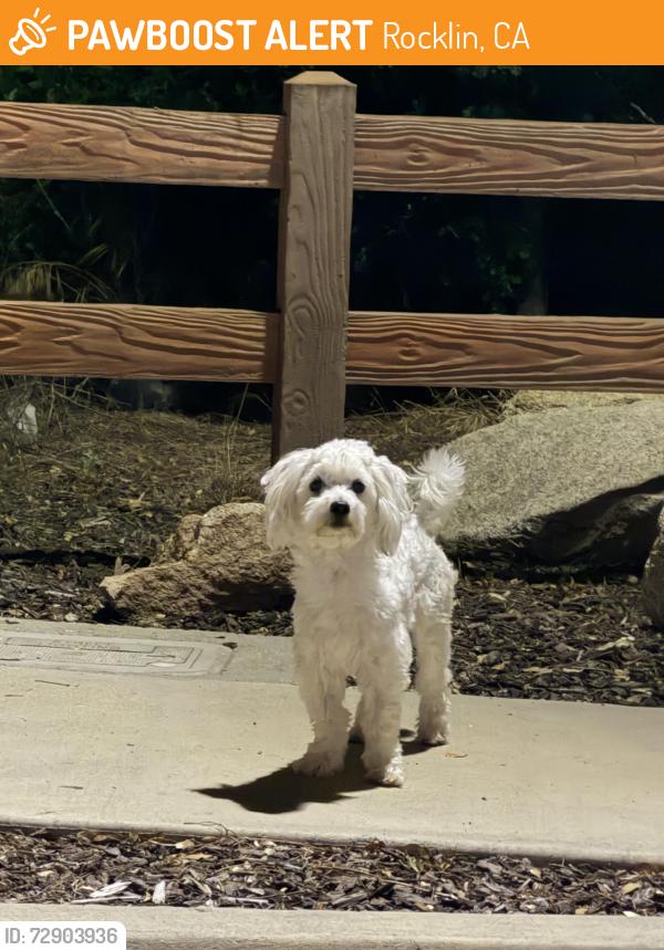 Found/Stray Unknown Dog last seen Arrowhead Lane, Rocklin, CA 95677