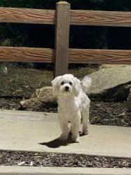 Found/Stray Unknown Dog last seen Arrowhead Lane, Rocklin, CA 95677