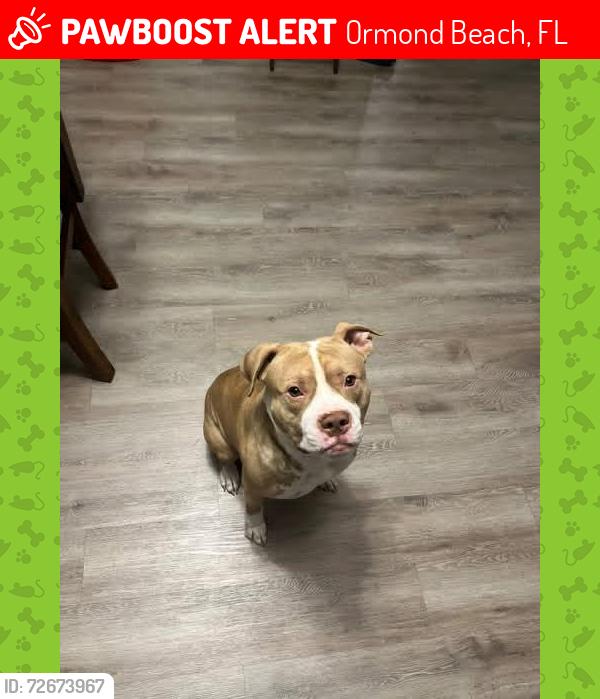 Lost Male Dog last seen Not sure he had to be in Ormond , Ormond Beach, FL 32174