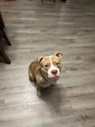 Lost Male Dog last seen Not sure he had to be in Ormond , Ormond Beach, FL 32174