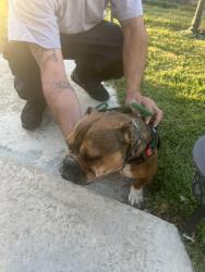 Found/Stray Female Dog last seen Lake Street, Lake Elsinore, CA 92530