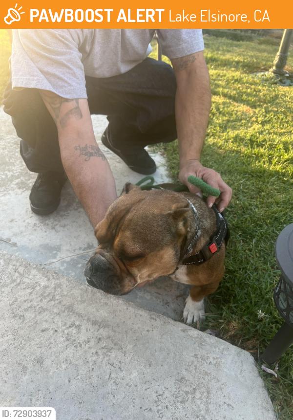 Found/Stray Female Dog last seen Lake Street, Lake Elsinore, CA 92530