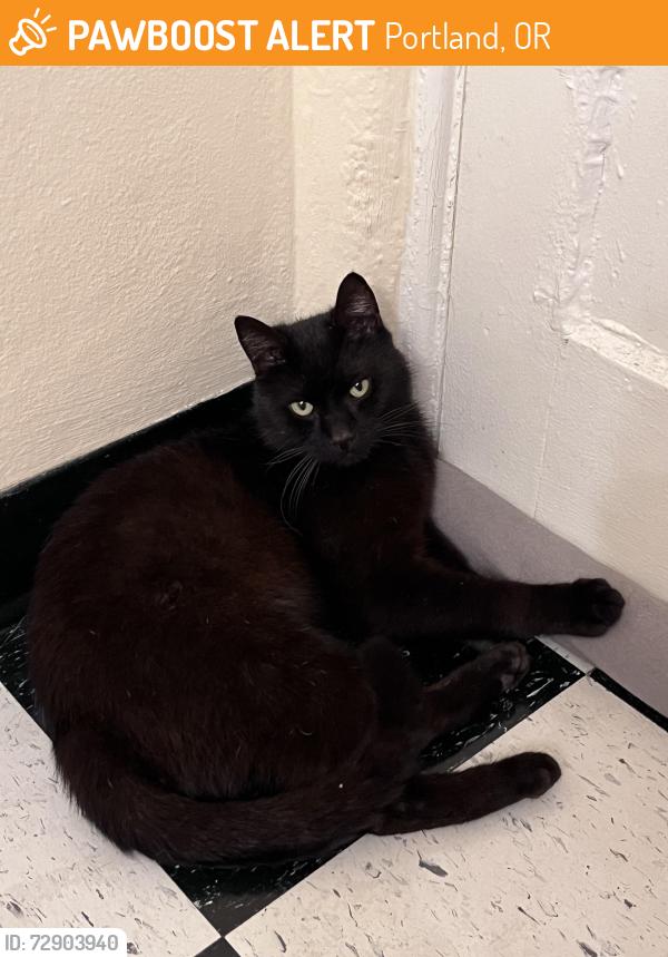 Found/Stray Unknown Cat last seen Barbur vet, Portland, OR 97219