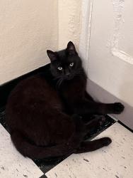 Found/Stray Unknown Cat last seen Barbur vet, Portland, OR 97219