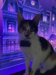 Reunited Female Cat last seen Hart street, New Britain, CT 06052