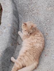Reunited Male Cat last seen Indianriver rd Virginia Beach , Virginia Beach, VA 23464