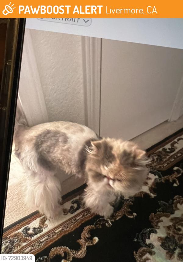 Found/Stray Female Cat last seen Laughlin Ave, Livermore, Livermore, CA 94551