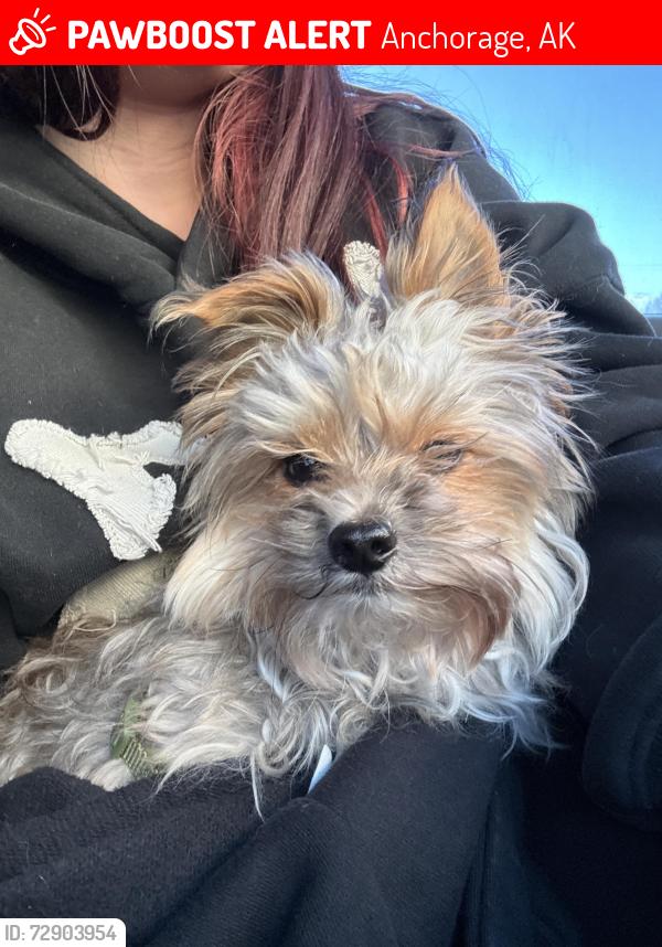 Lost Male Dog last seen Jewel lake gas station , Anchorage, AK 99501