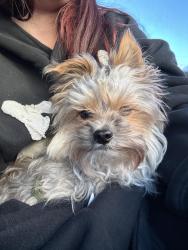 Lost Male Dog last seen Jewel lake gas station , Anchorage, AK 99501