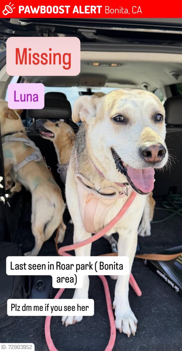 Lost Female Dog last seen bonita roar park area , Bonita, CA 91902