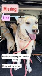 Lost Female Dog last seen bonita roar park area , Bonita, CA 91902
