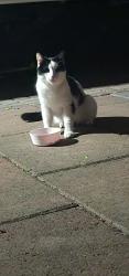 Found/Stray Unknown Cat last seen Ward, Salem, OR 97305