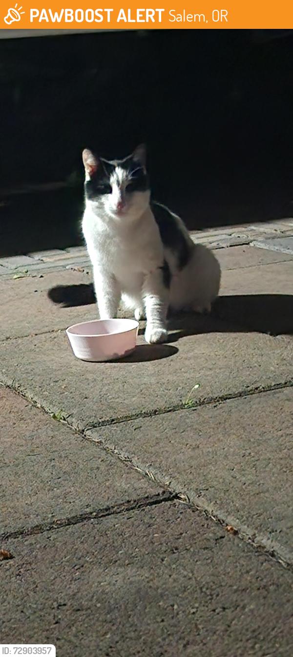 Found/Stray Unknown Cat last seen Ward, Salem, OR 97305