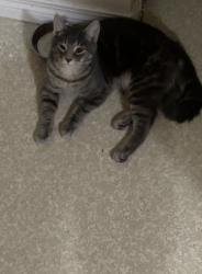 Lost Male Cat last seen 108st , Edmonton, AB 