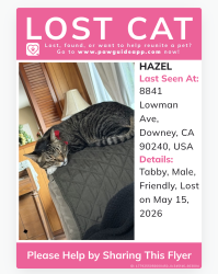 Lost Male Cat last seen Allengrove and Lowman avenue, Downey, CA 90240