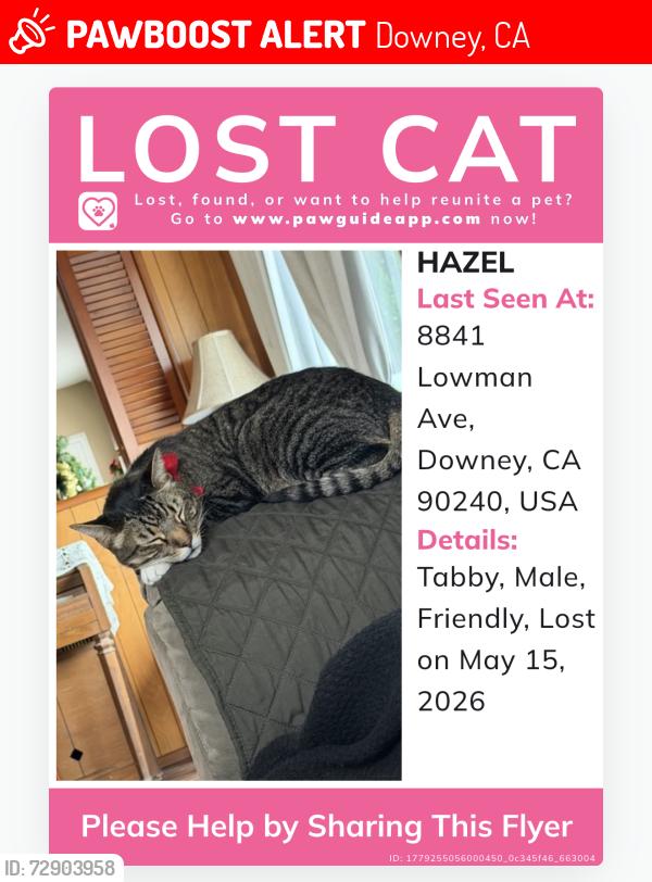 Lost Male Cat last seen Allengrove and Lowman avenue, Downey, CA 90240