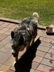 Found/Stray Unknown Dog last seen Elm Street and Bluff Road near river bed , Montebello, CA 90640