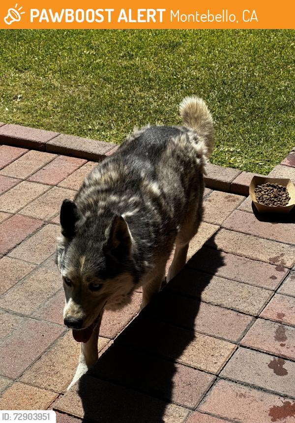 Found/Stray Unknown Dog last seen Elm Street and Bluff Road near river bed , Montebello, CA 90640