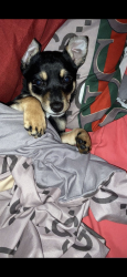 Lost Male Dog last seen Near Lincoln Ave calumet city il 60409, Calumet City, IL 60409