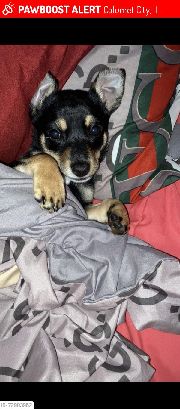 Lost Male Dog last seen Near Lincoln Ave calumet city il 60409, Calumet City, IL 60409